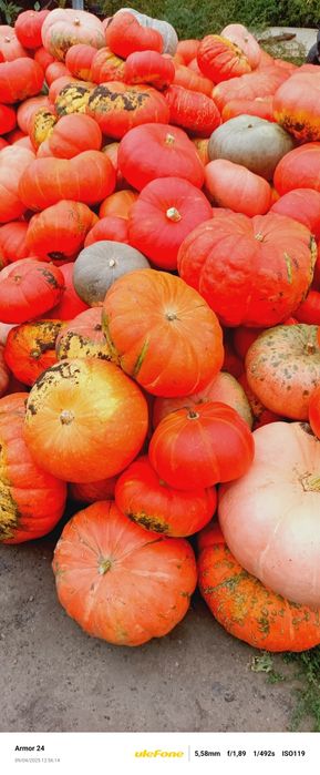 Продам тыкву с огорода