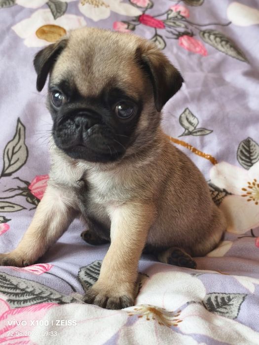 Продам щенка Мопса.