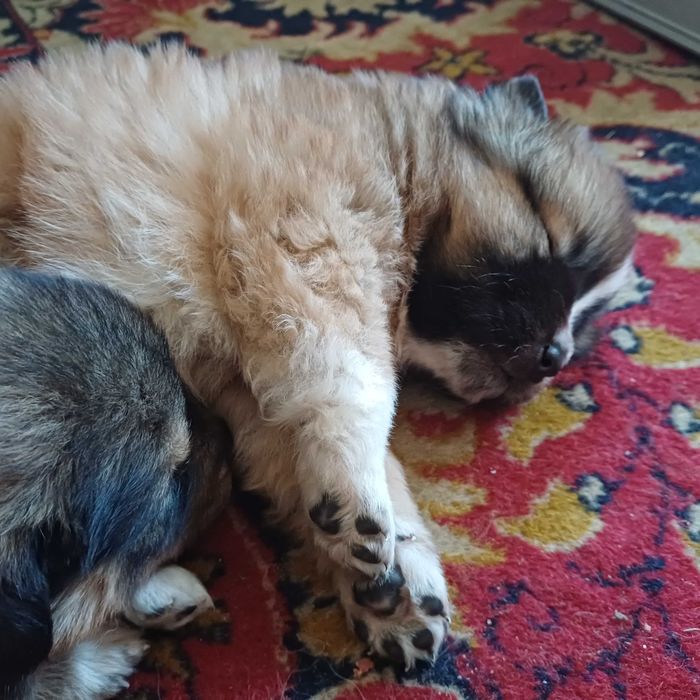 Catei tineri de donat!