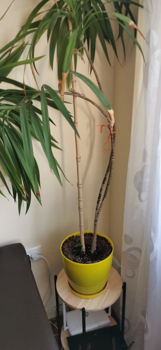 Стайна палма драцена