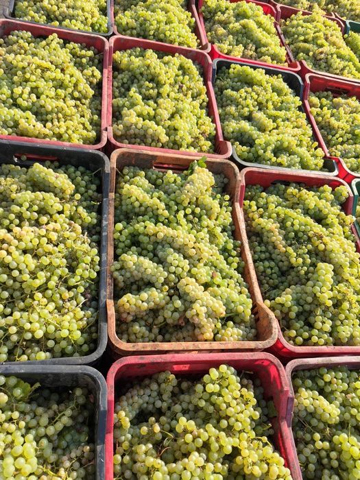 Vând Struguri de vin
