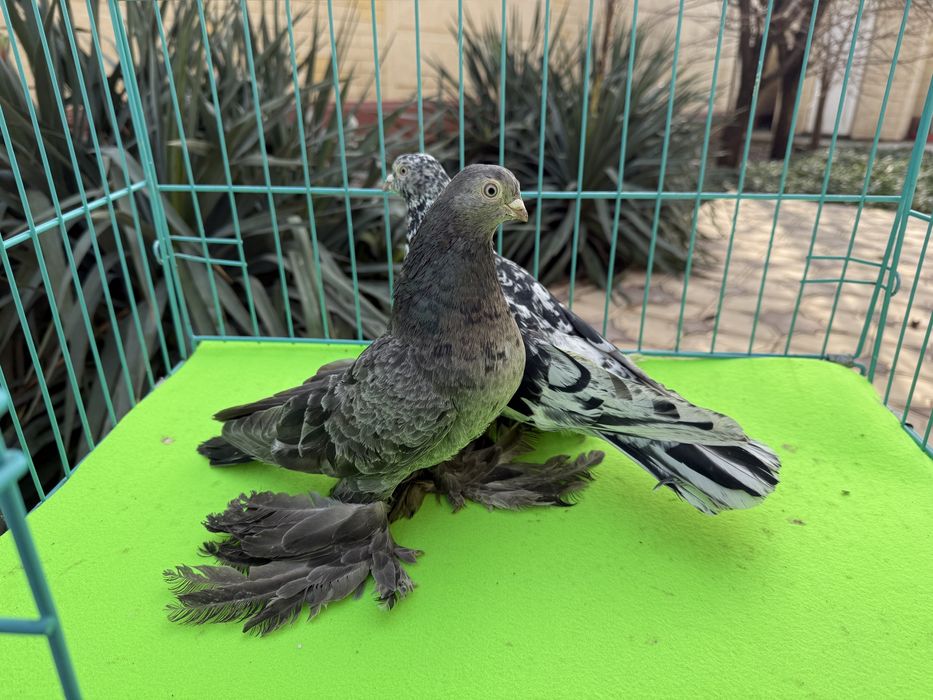 Голуби жолтые пара