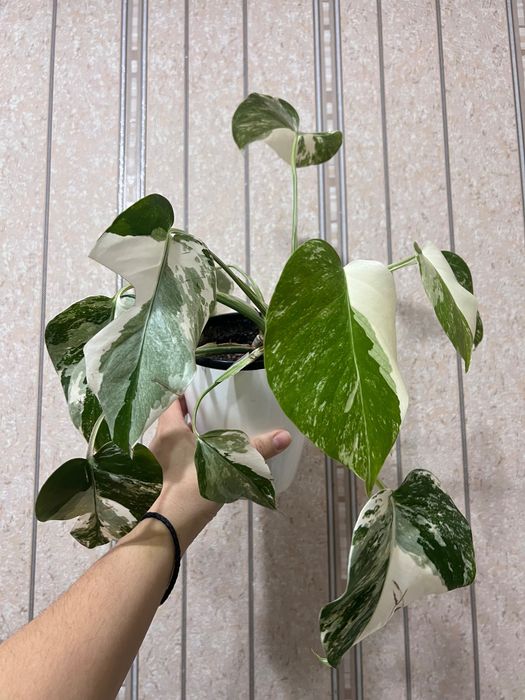 Маранта вариегатная