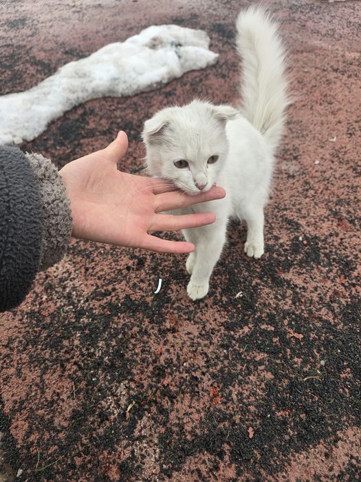 Срочно котёнку нужен дом