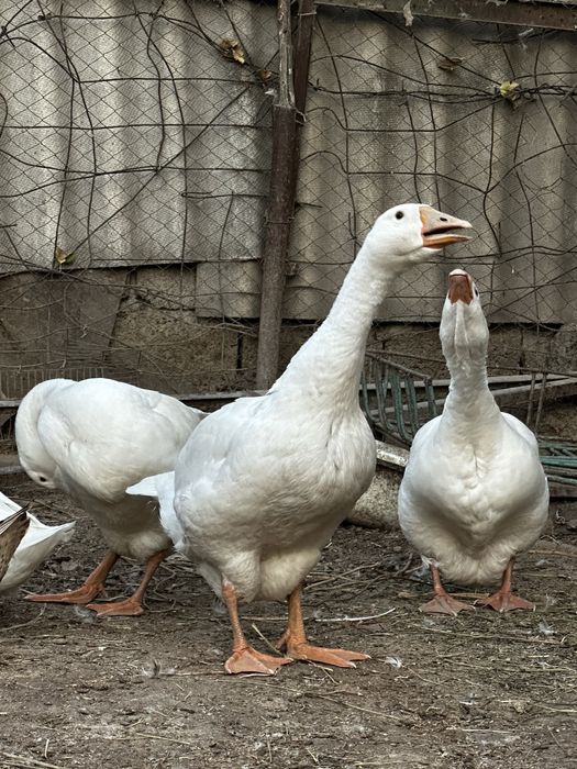 Продаются гуси домашние