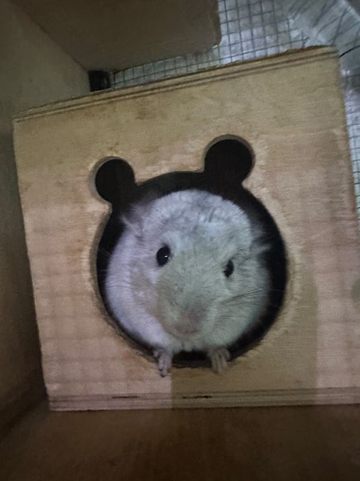 Продам пару шиншил, самка и самец, 1,5 года.