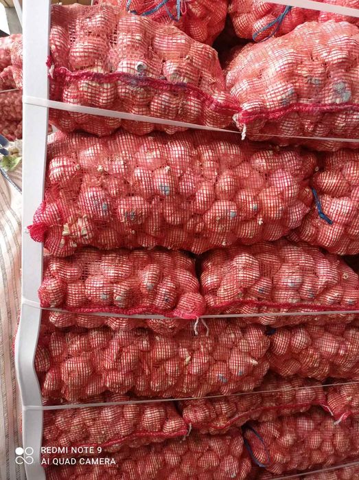 Чесън за консумация зимно и пролетно засаждане