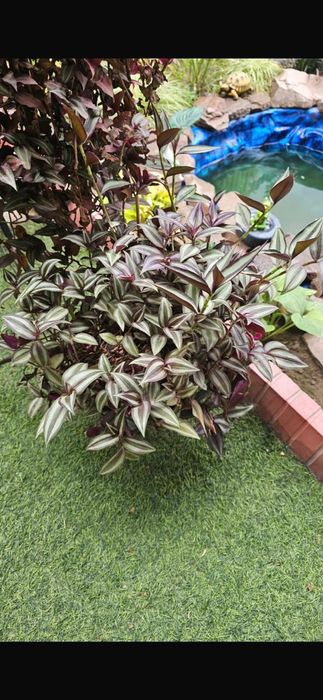 Комнатные цветы.Долларовое дерево.