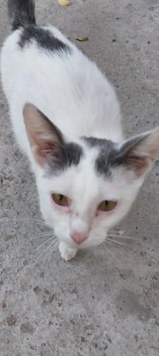 Котенок  в добрые руки