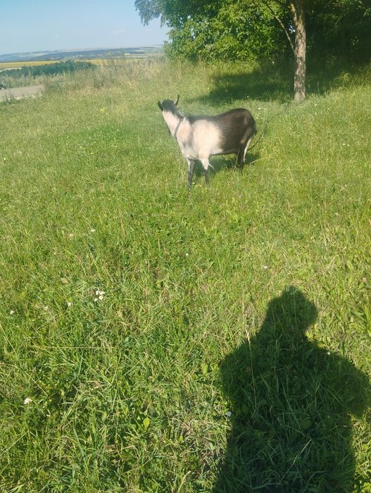 Vând țap și ieduțe.