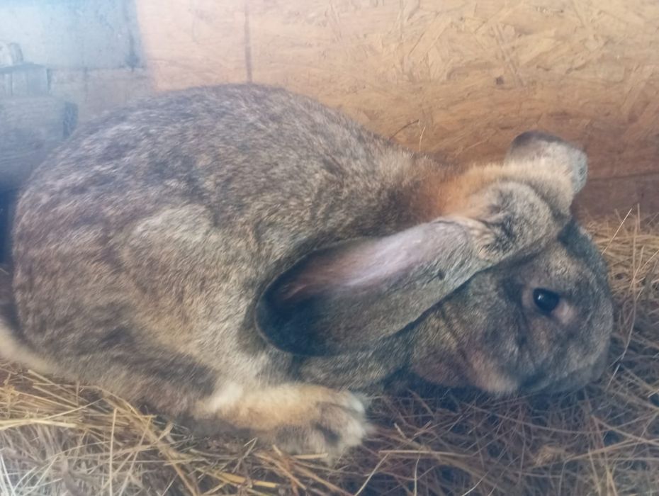 Продам крола на племя