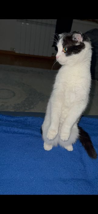 Отдается кошечка