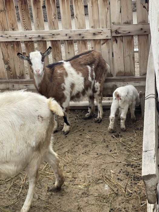 Сауынды пародистый альпи ешкі
