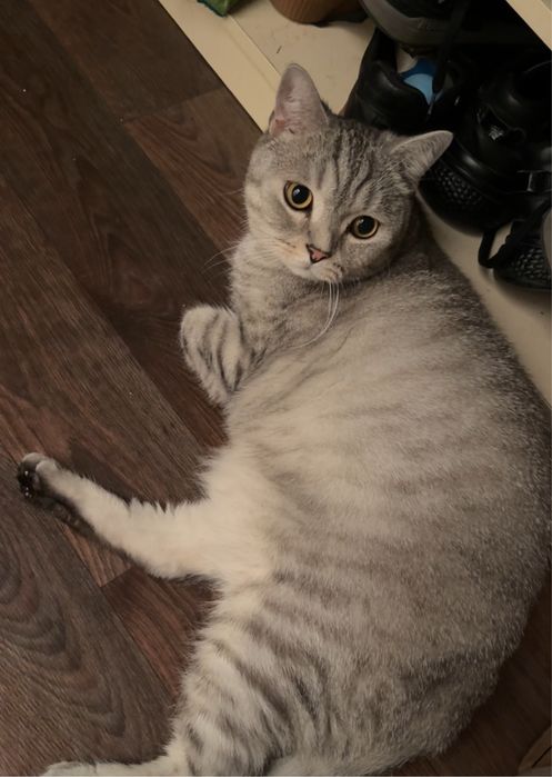 Кошка шотландец бесплатно