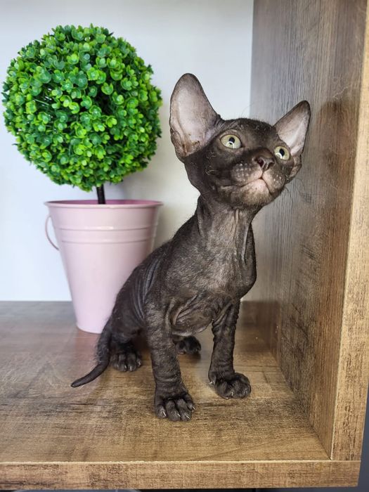 Шикарные Котята Донские Сфинксики.