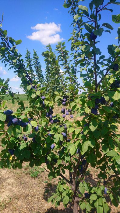 Vând Prune pentru țuică