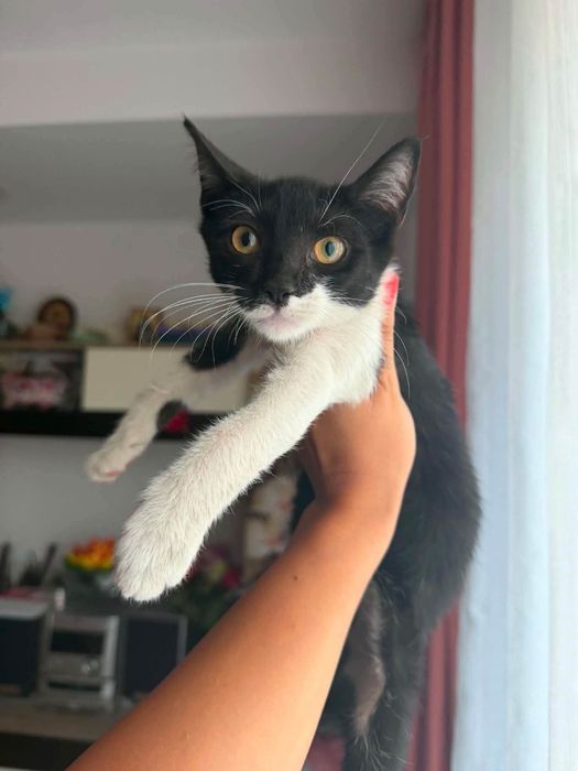 Puiuta superbaaa pentru adoptie