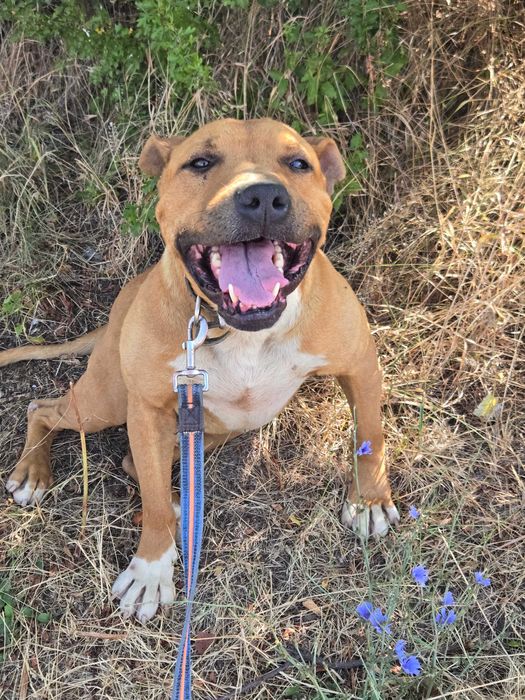 Хотел за кучета Хачико