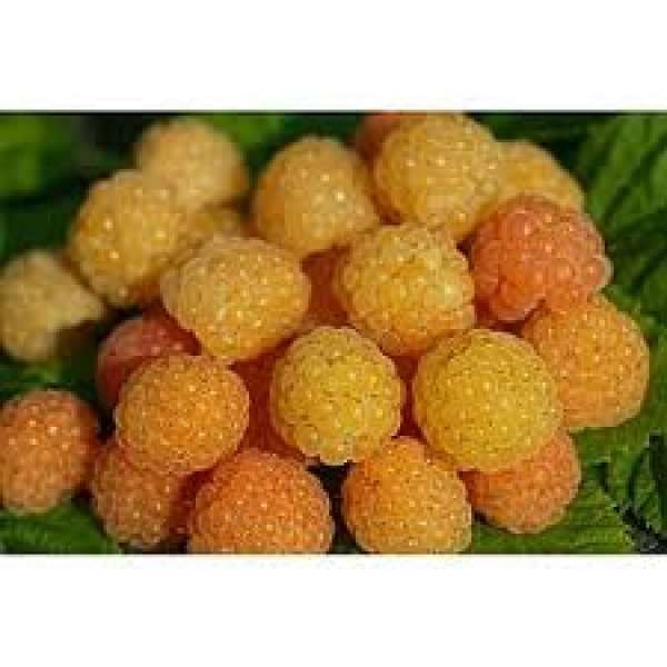 butasi zmeur rosu si galben, stoloni capsuni remontant