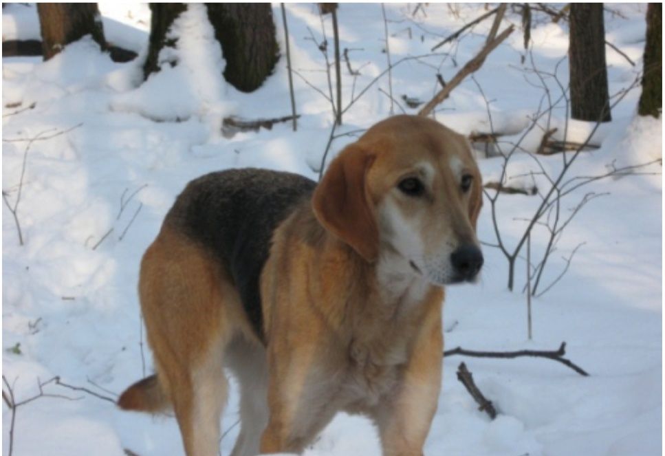 Отдам щенков лайка