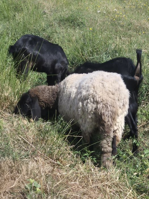 Vând capre anglo nubiane