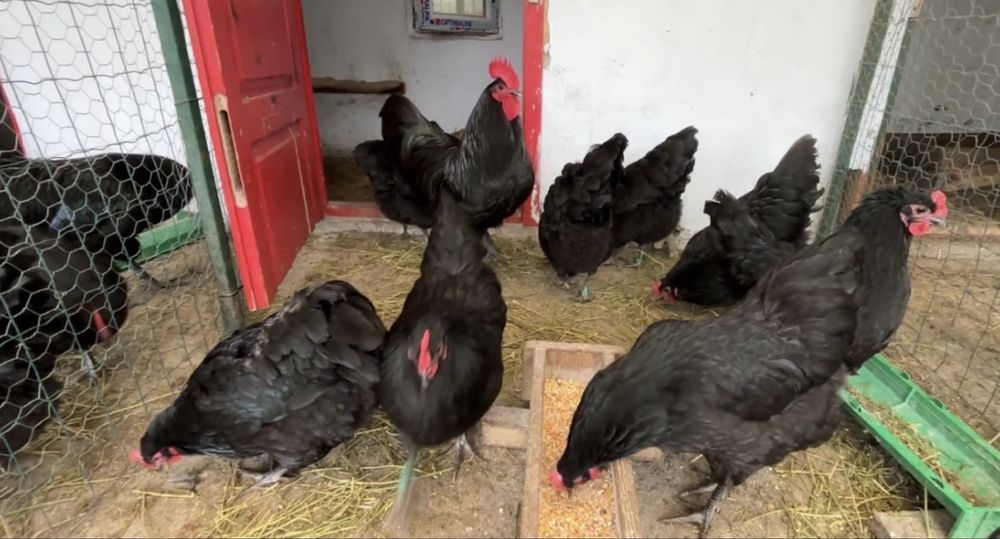 Ouă de incubat Australorp Negru
