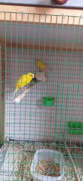 Kanareyka la sotiladi