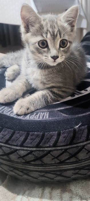 Отдам котёнка в добрые руки, мальчик