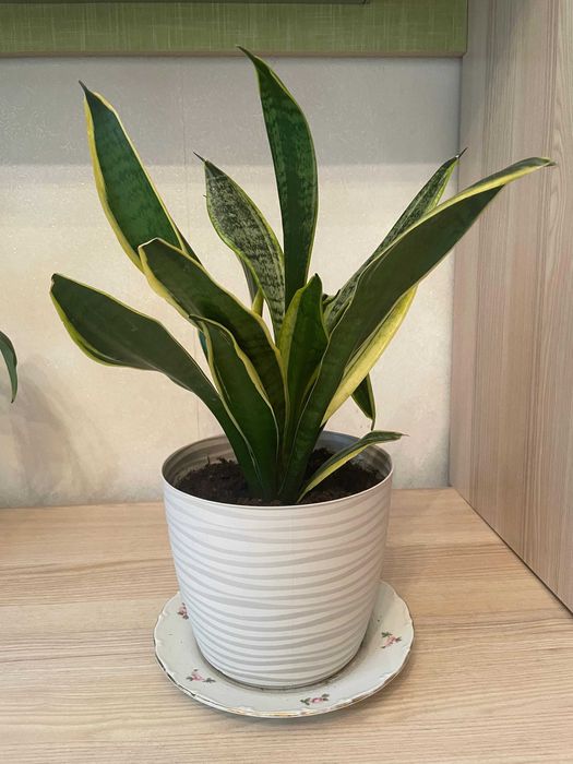 Сансевиерия, Щучий хвост цветы