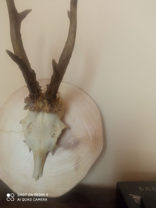 Рога от  сръндак