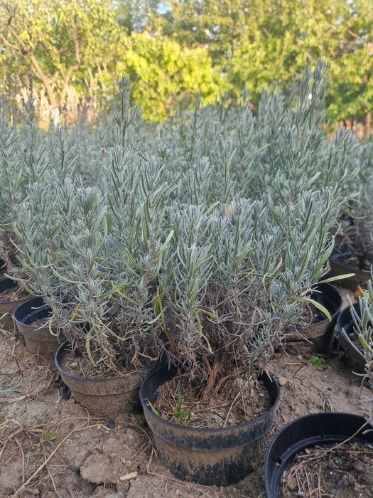 Vindem lavanda la ghiveci
