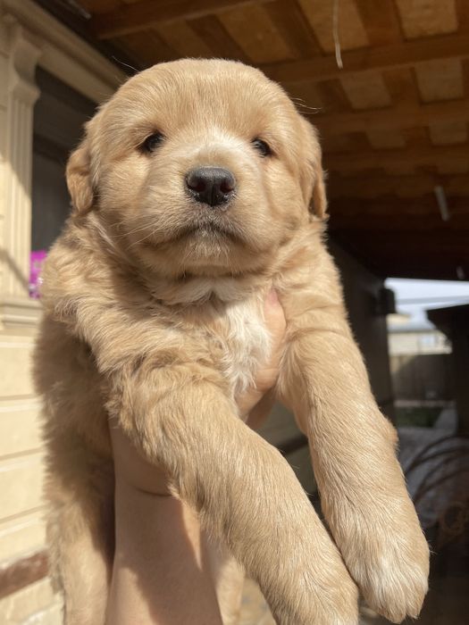 Собачка ,домашний ,пародистый