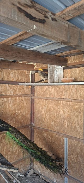 Fazani aurii pe rosu pereche