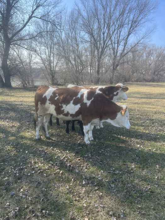 Vand juninci ! 2 juninci Baltata Romaneasca si 1 Angus!