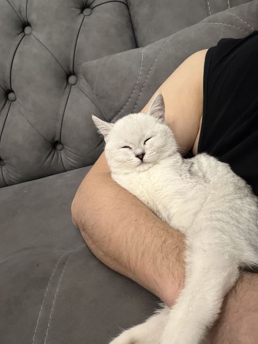 Продоется котёнок