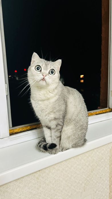 Подарим счастье в хорошие руки