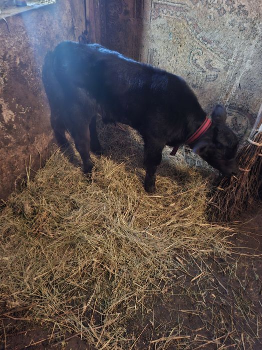 Vand tauras angus de 3 saptami