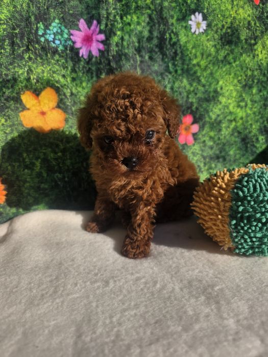 !Пудел тийкъп Момиче с документ за произход