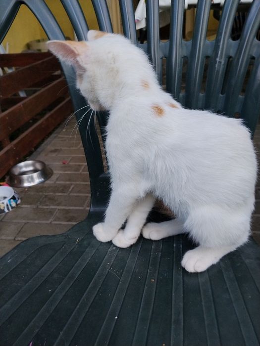Donez doi pui de pisica maidaneza