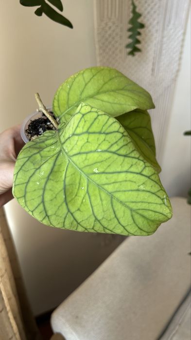 Хойя мередит мередичи