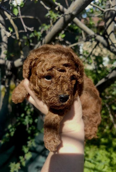 Щенок пудель, мальчик Ред Браун.