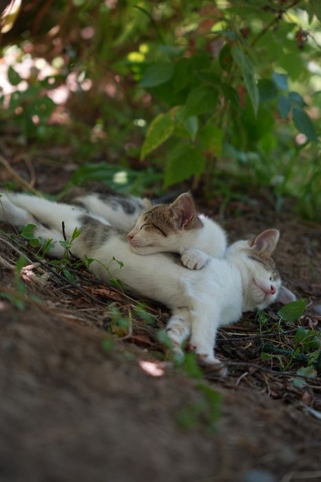 Котики(миленькие) и кошка(мама)