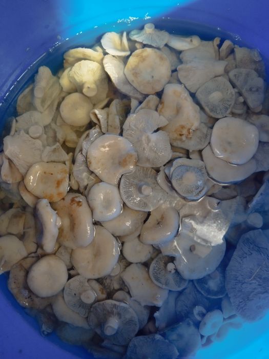 продам грибы грузди