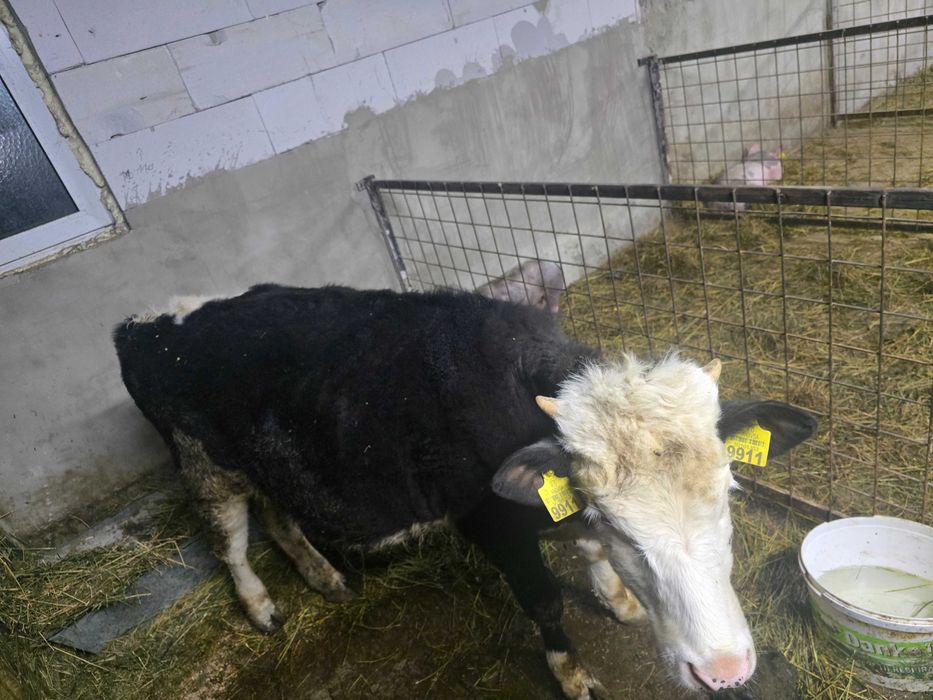 Vand 4 vitele zona bacau livezi