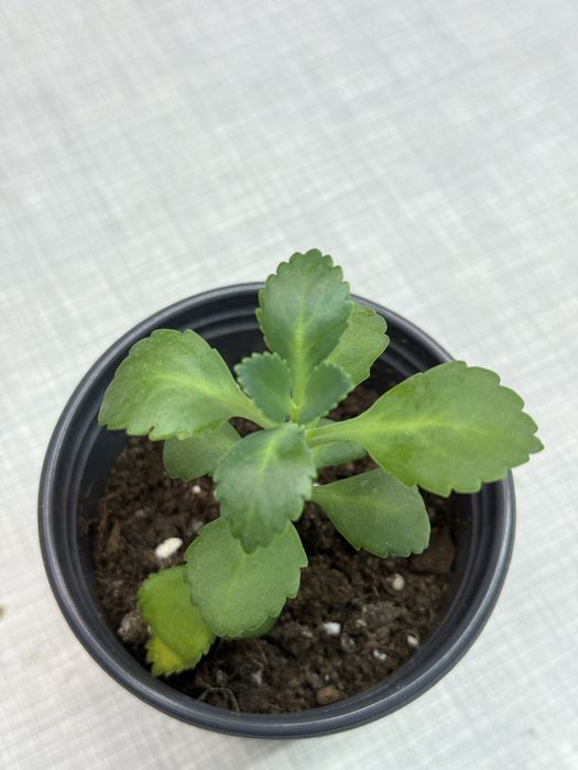 Продам цветы по 500 разные