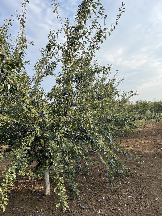 Prune Stanley 2,5 lei kg