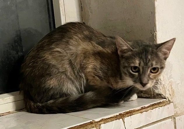 Metisi British Shorthair pui