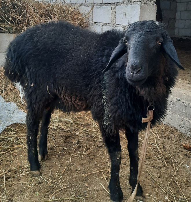 Кучкорча Сотилади