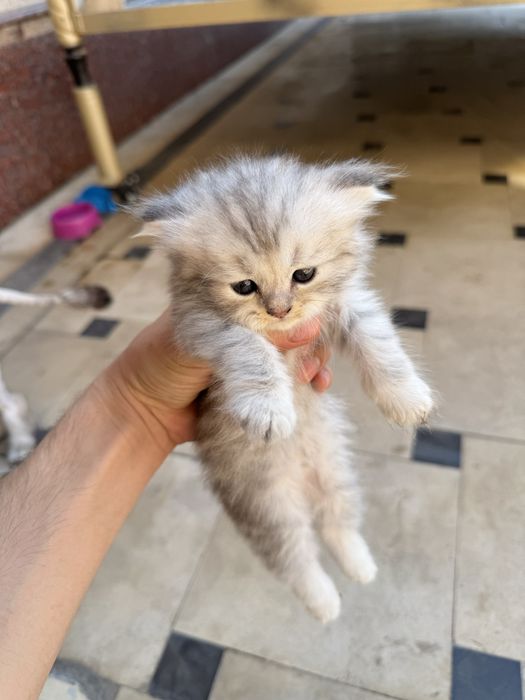 породистые котенки