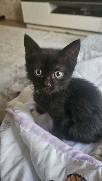 Отдам даром котят